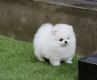 AKC male and female Teacup-Size Pomeranian Puppies for sale