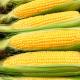 Fresh Maize Corn/Boer Goats/Brahman cattle/Broiler chickens,Eggs